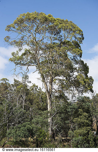 Eucalyptus in the Latrobe Forest Reserve  Tasmania  Australia