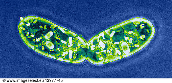 Euglena deses Euglena deses, cell division, LM,anoptral contrast,binary ...