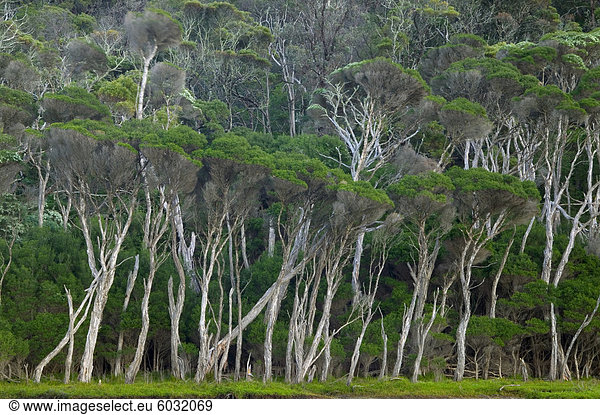 Eukalyptus Bäume  Wilsons Promontory National Park  Victoria  Australien  Pazifik