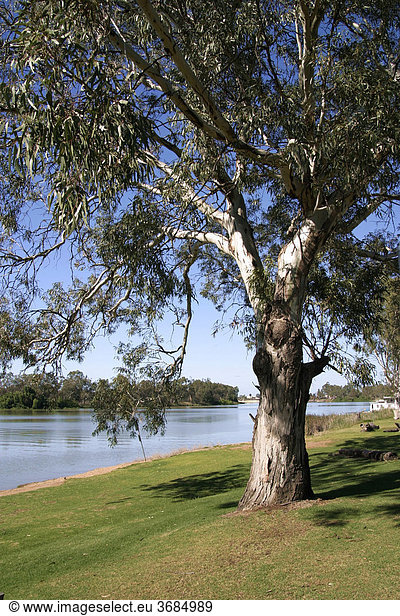 Eukalyptus Baum am Ufer des Murray River  Renmark  Süd Australien