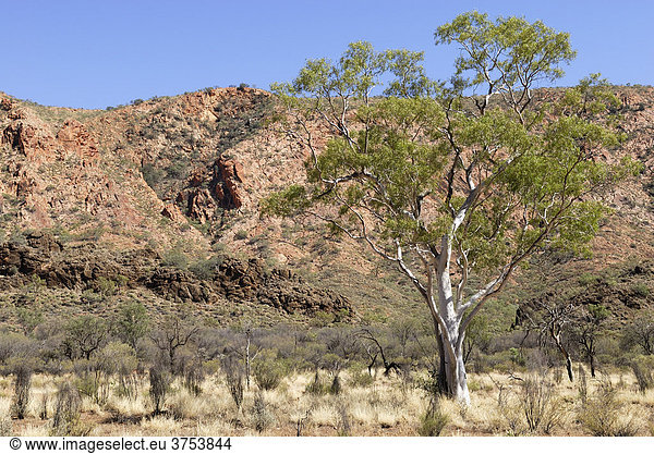Eukalyptus (Eucalyptus) vor den Felsen der East MacDonnell Ranges  Norhern Territory  Australien