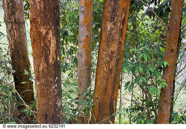 Eukalyptusbäume (Eucalyptus  Eukalyptus)  Uganda  Afrika