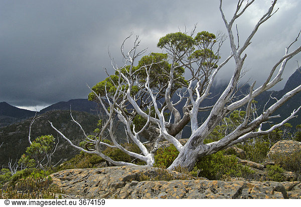 Eukalyptusbäume im Labyrinth vor dem Parthenon Gebirge am Overland Track im Cradle Mountain Nationalpark Tasmanien Australien