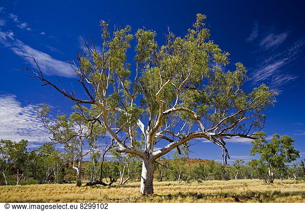 Eukalyptusbaum  Australien  Queensland