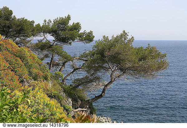Euphorbia dendroides and Pinus sp. on the seashore