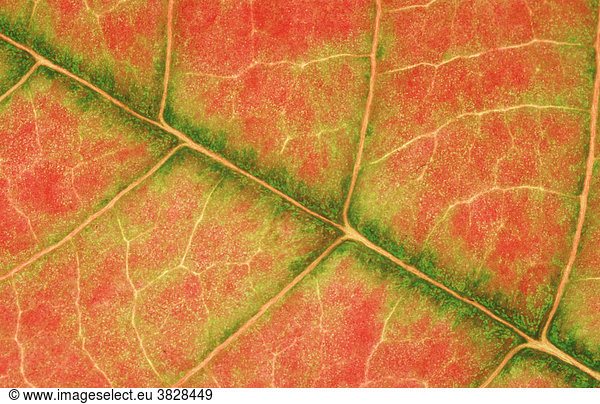 Euphorbia leaf detail / (Euphorbia pulcherrima)