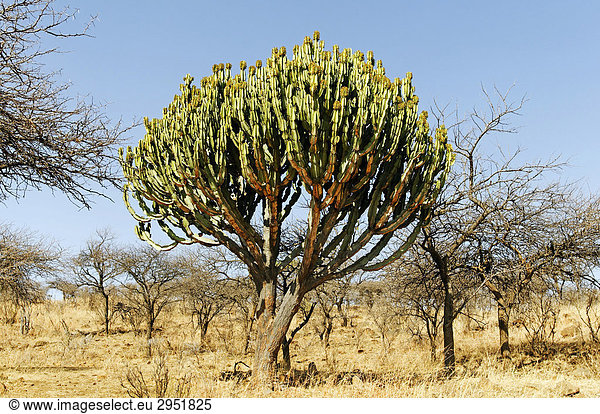 Euphorbie (Euphorbia) im Weenen Nature Reserve,  Kwazulu-Natal,  Südafrika,  Afrika