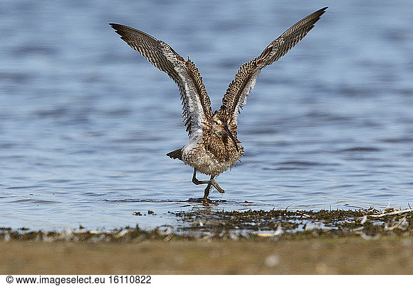 Eurasian Curlew (Numenius arquata) adult male coming out of the water after bathing shaking wings spread on the edge of a pond  September  South Finistère  France
