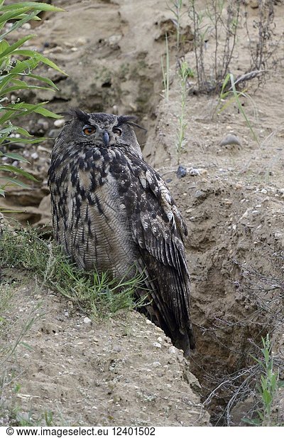 Eurasian Eagle Owl ( Bubo bubo )  adult bird  resting at the edge of a natural drainage channel in a gravel pit  watching seriously  wildlife  Europe.