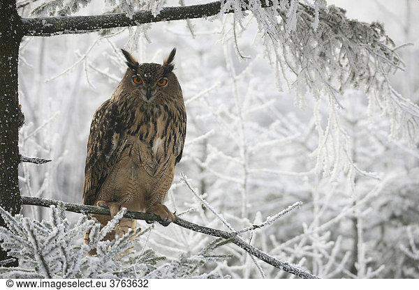Eurasian Eagle Owl (Bubo bubo) in frost-covered forest