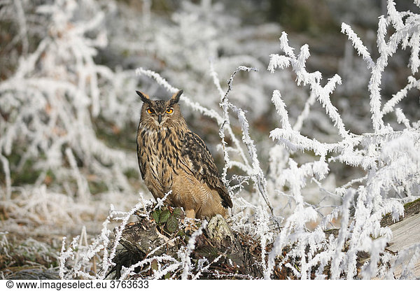 Eurasian Eagle Owl (Bubo bubo) in frost-covered forest