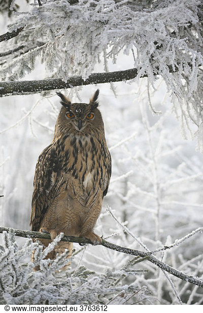 Eurasian Eagle Owl (Bubo bubo) in wintry frost-covered forest