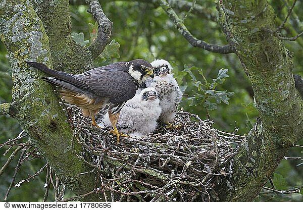 Eurasian eurasian hobby (Falco subbuteo) adult female with chicks at nest  nesting in old crow's nest in oak (Quercus sp.) tree  Shropshire  England  United Kingdom  Europe