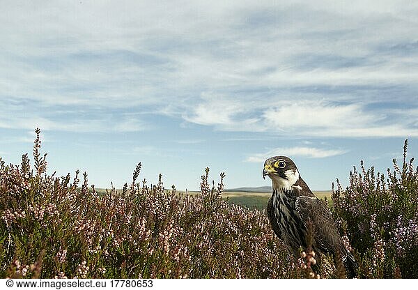 Eurasian eurasian hobby (Falco subbuteo) immature  standing in heather on moorland  Powys  Wales  September (in captivity)