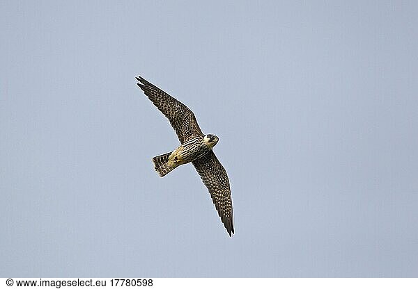 Eurasian eurasian hobby (Falco subbuteo) juvenile  on the run  Minsmere RSPB Reserve  Suffolk  England  United Kingdom  Europe