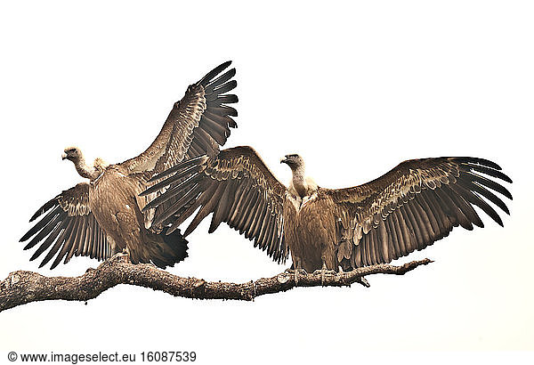 Eurasian Griffon (Gyps fulvus) Vultures spread their wings to dry themselves from a strong storm