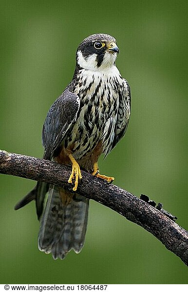 Eurasian hobby (Falco Subbuteo)