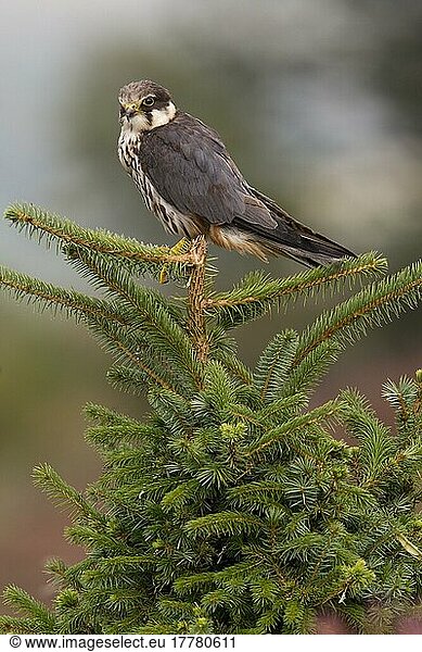 Eurasian Hobby (Falco subbuteo) adult  auf Nadelbaum sitzend  Wales  Oktober