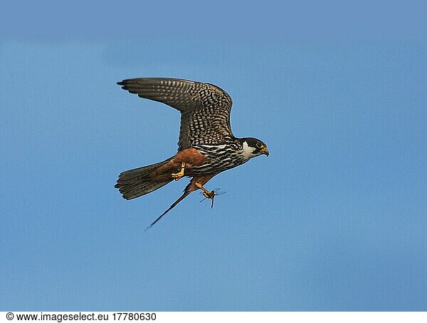 Eurasian Hobby (Falco subbuteo) adult  in flight  with dragonfly prey in talons  Staffordshire  England  United Kingdom  Europe