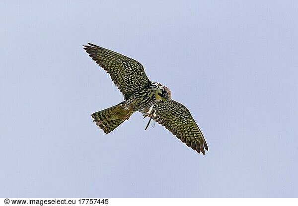 Eurasian Hobby (Falco subbuteo) erwachsen  im Flug  ernährt sich von Libellen-Beute  Suffolk  England  Juni