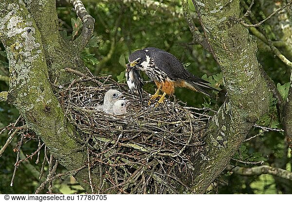 Eurasian Hobby (Falco subbuteo) erwachsenes Weibchen  füttert Rauchschwalbe (Hirundo rustica)  die die Küken am Nest füttert  nistet in altem Krähennest in Eiche (Quercus sp.) Baum  Shropshire  England  August
