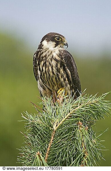 Eurasian Hobby (Falco subbuteo) immature  perched on pine tree  August (captive)  falcon  birds of prey  animals  birds