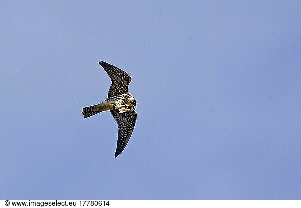 Eurasian Hobby (Falco subbuteo) juvenil  im Flug  ernährt sich von Libellen-Beute  Minsmere RSPB Reserve  Suffolk  England  Oktober