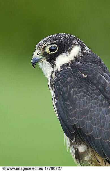 Eurasian Hobby (Falco subbuteo) unreif  Nahaufnahme des Kopfes  England (in Gefangenschaft)