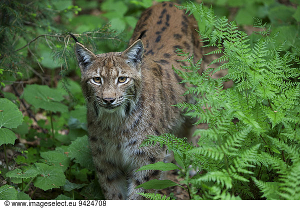 Eurasian Lynx (Lynx lynx)  Neuschoenau outdoor animal enclosure  Bavarian Forest  Bavaria  Germany  Europe  PublicGround