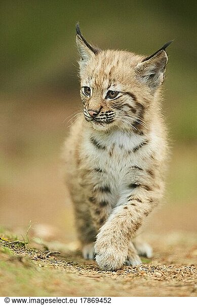 Eurasian lynx (Lynx lynx) youngster water  Bavaria  Germany  Europe