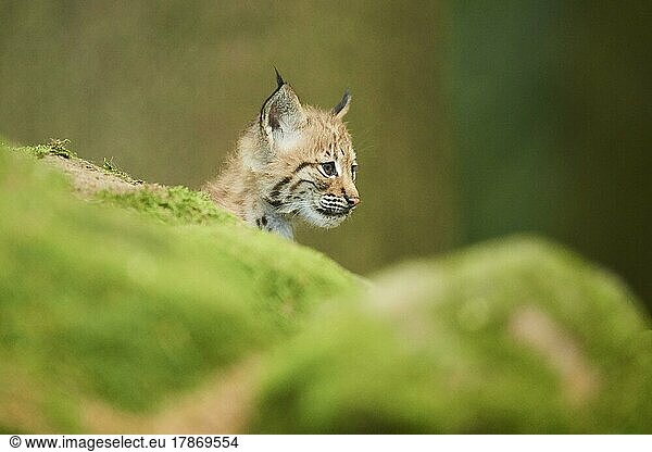 Eurasian lynx (Lynx lynx) youngster water  Bavaria  Germany  Europe