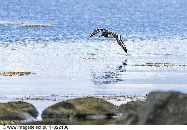 Eurasian oystercatcher (Haematopus ostralegus) flying over coastal water