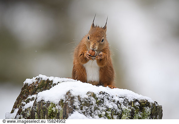 Eurasian red squirrel eating hazelnut on snow-covered tree trunk