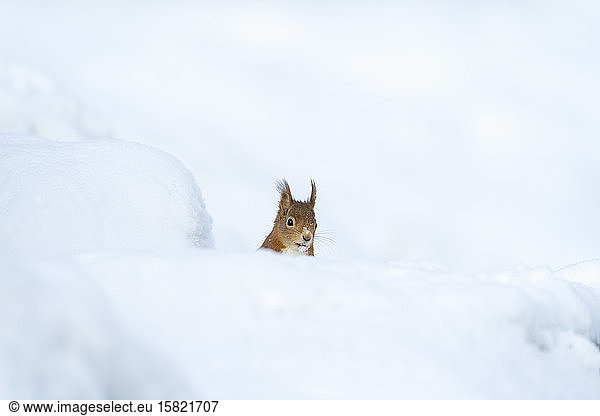 Eurasian red squirrel in snow