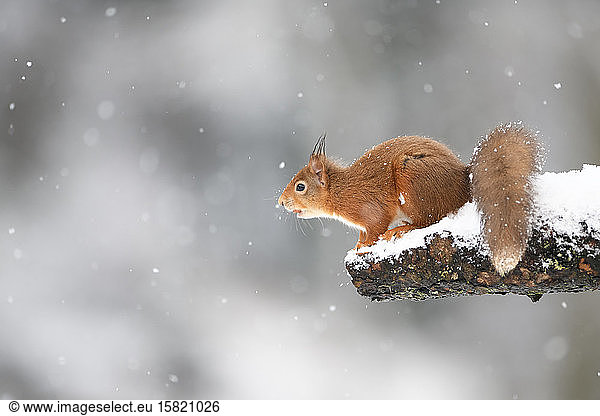 Eurasian red squirrel on snow-covered tree trunk