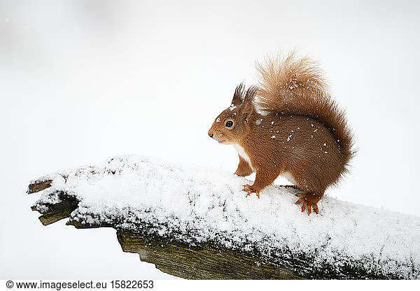 Eurasian red squirrel on snow-covered tree trunk