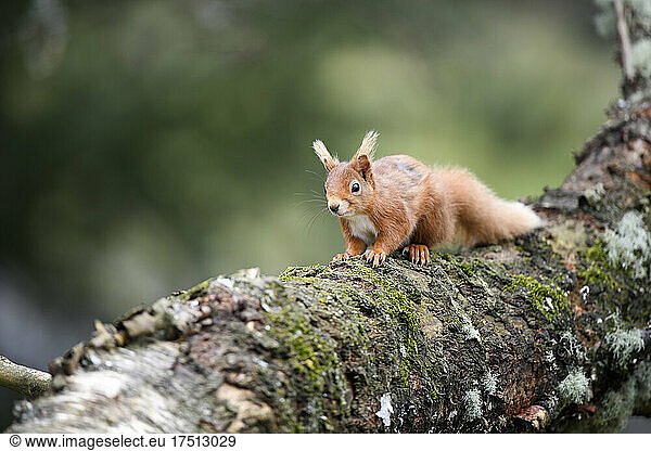 Eurasian red squirrel (Sciurus Vulgaris) climbing tree branch