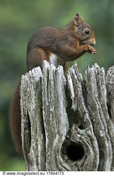 Eurasian red squirrel (Sciurus vulgaris)  Emsland  NIedersachsen  Germany  Europe