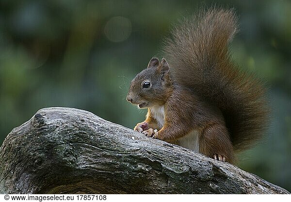 Eurasian red squirrel (Sciurus vulgaris)  Emsland  NIedersachsen  Germany  Europe