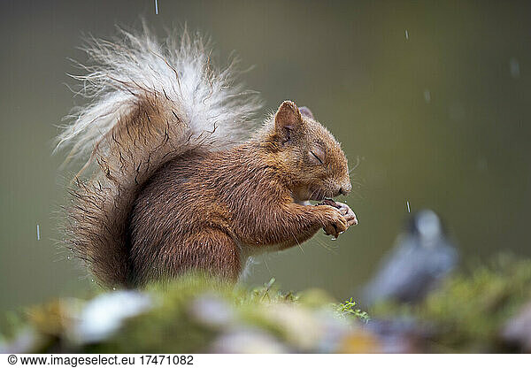 Eurasian red squirrel (Sciurus vulgaris) feeding outdoors