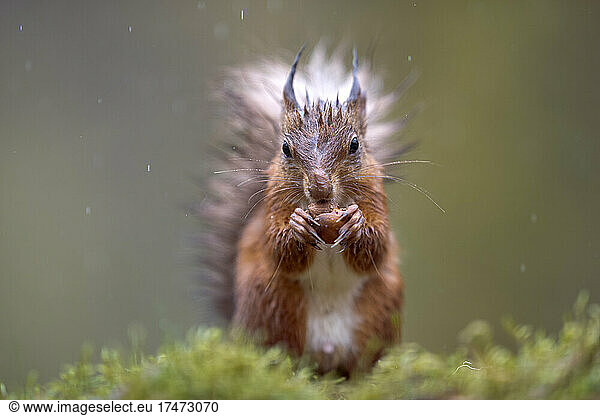 Eurasian red squirrel (Sciurus vulgaris) feeding outdoors