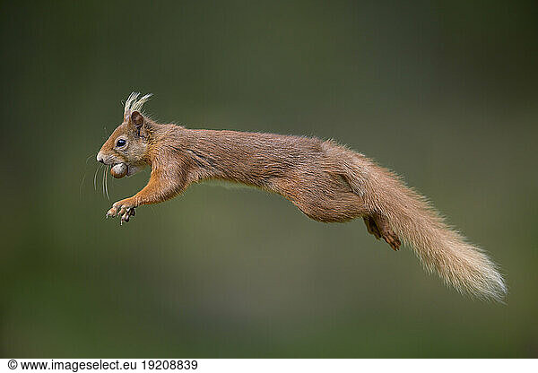 Eurasian red squirrel (Sciurus vulgaris) jumping with nut in mouth