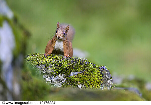 Eurasian red squirrel (Sciurus vulgaris) standing on mossy rock