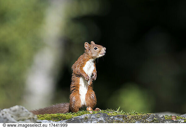 Eurasian red squirrel (Sciurus vulgaris) standing on rocky surface