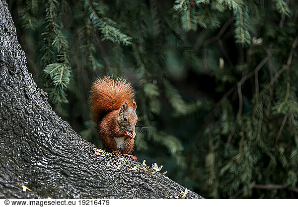 Eurasian red squirrel (Sciurus vulgaris) standing on tree trunk