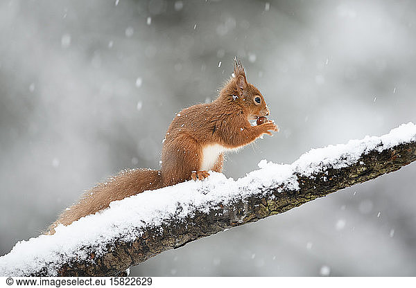 Eurasian red squirrel with hazelnut on snow-covered tree trunk