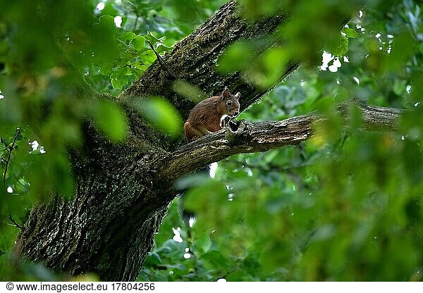 Eurasian red squirrels (Sciurus vulgaris)  sitting well hidden under the canopy on a branch and observing its surroundings  Velbert  Germany  Europe