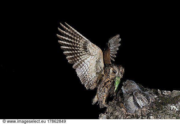 Eurasian scops owl (Otus scops) in flight with a prey