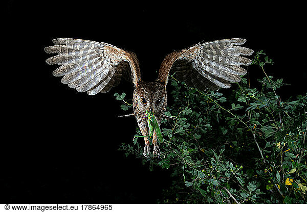 Eurasian scops owl (Otus scops) in flight with a prey
