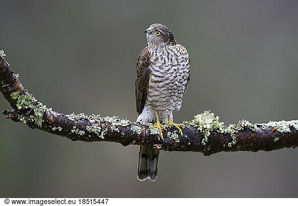 Eurasian sparrowhawk (Accipiter nisus) perching on branch